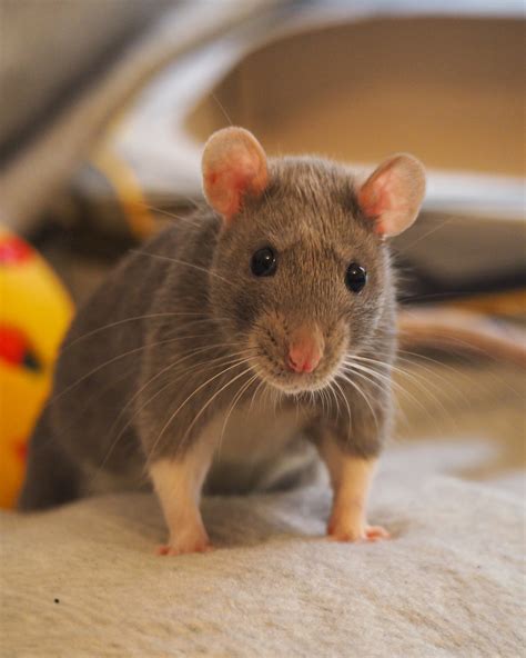Jul 30, 2023 · If you’re looking for funny rat names, get creative and choose one based on your rat’s color or favorite food. The following rat names have quirky connotations and use a play on words. 1. Bam Bam. 2. Catnip. 3. 